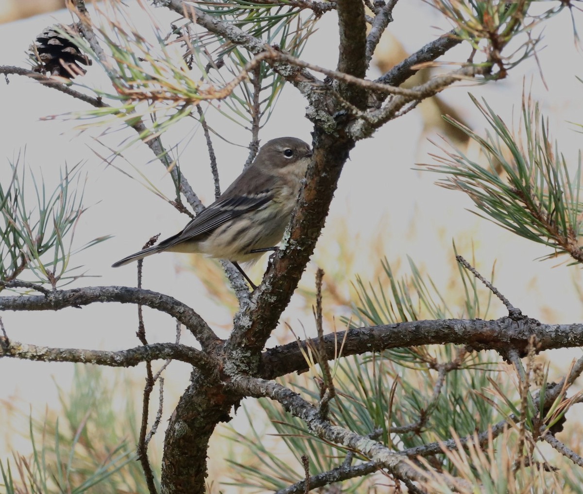 Yellow-rumped Warbler - Chris S