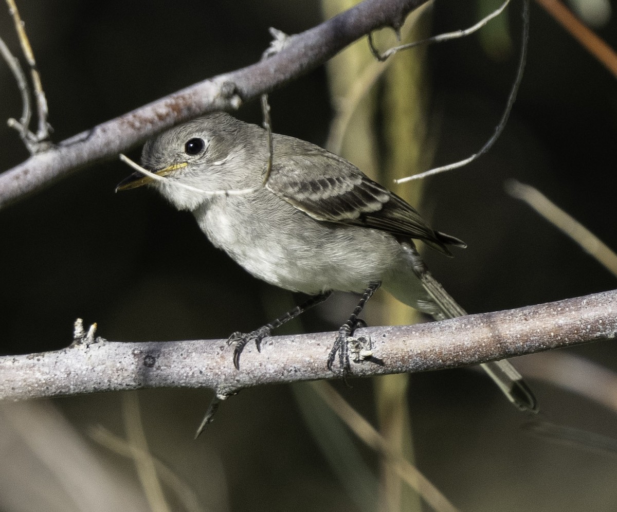 Gray Flycatcher - ML609426177
