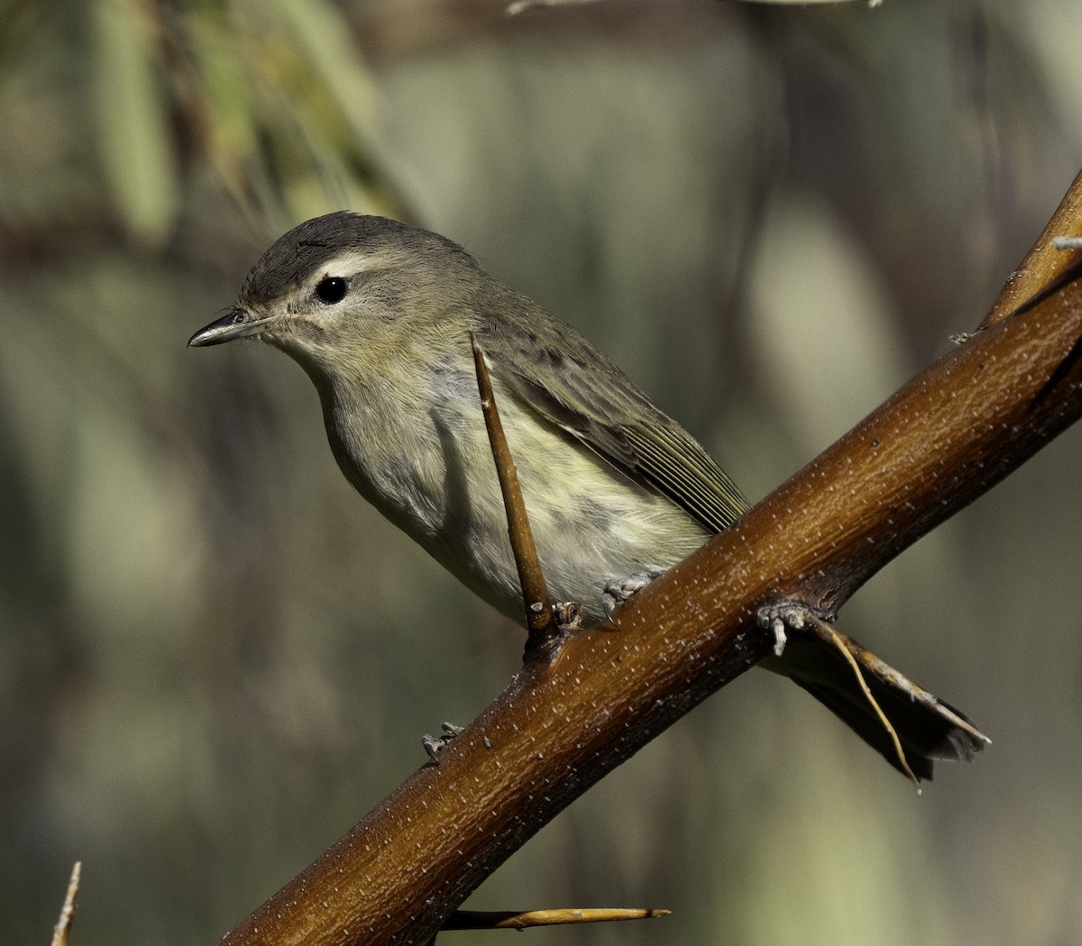 zelenáček západní - ML609426198