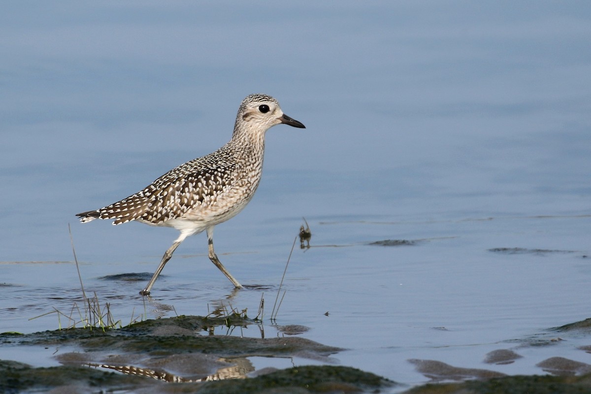 Black-bellied Plover - ML609426272