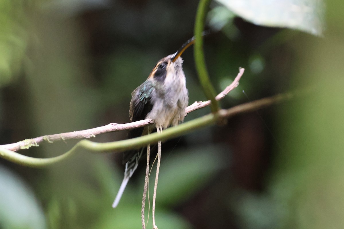 Scale-throated Hermit - ML609426333