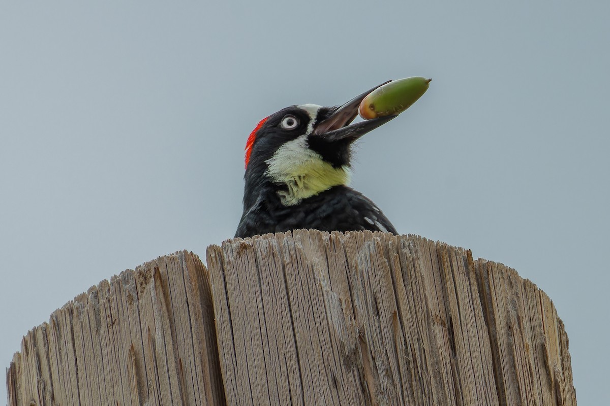 Acorn Woodpecker - ML609426387