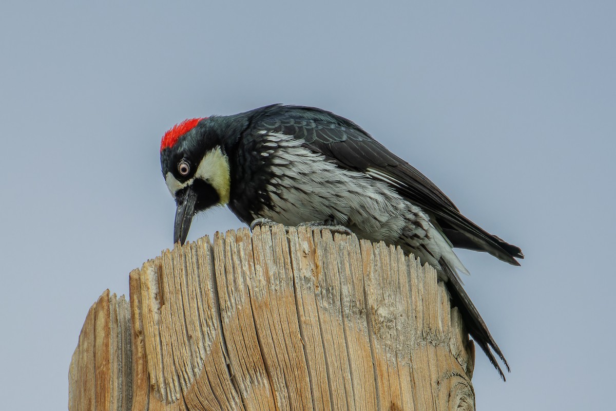 Acorn Woodpecker - ML609426388