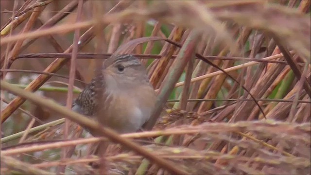 Sedge Wren - ML609426392