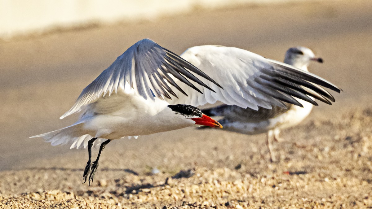 Caspian Tern - ML609426441