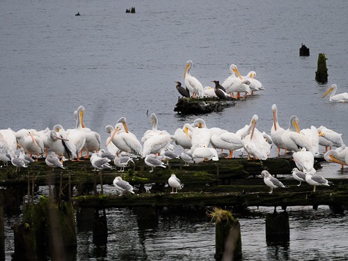 American White Pelican - ML609426452