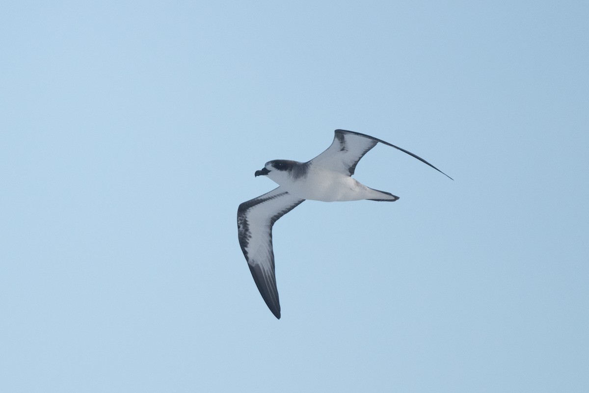 Barau's Petrel - ML609426483