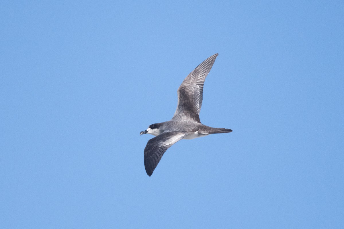 Barau's Petrel - ML609426506