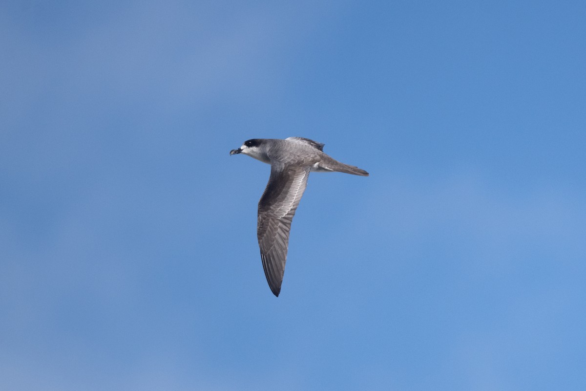 Barau's Petrel - ML609426507