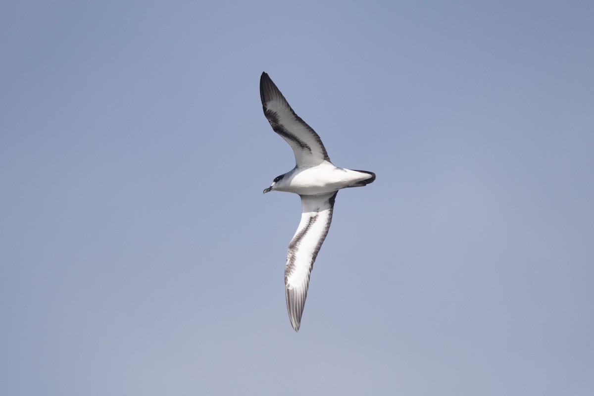 Barau's Petrel - ML609426508