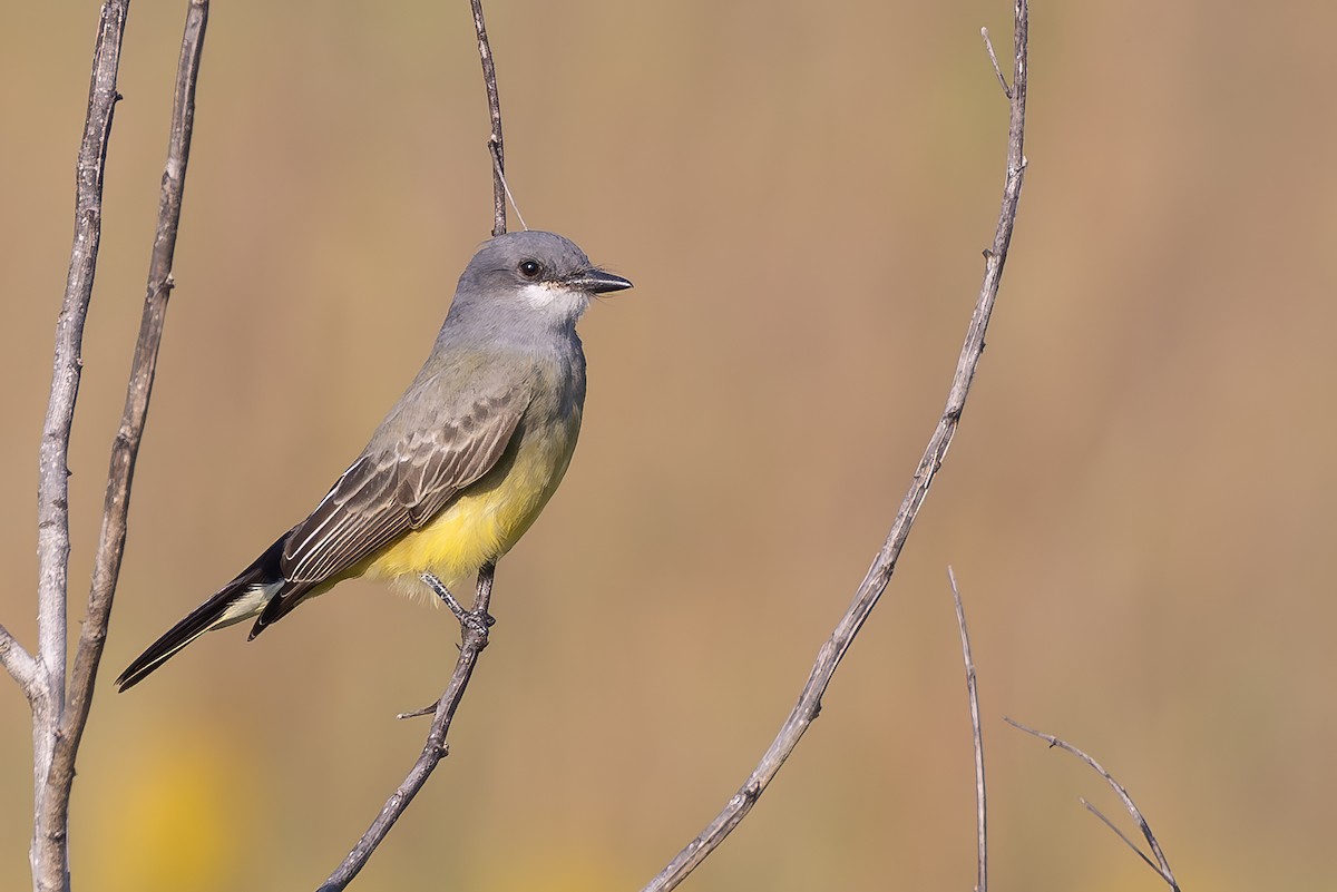 Cassin's Kingbird - ML609426621