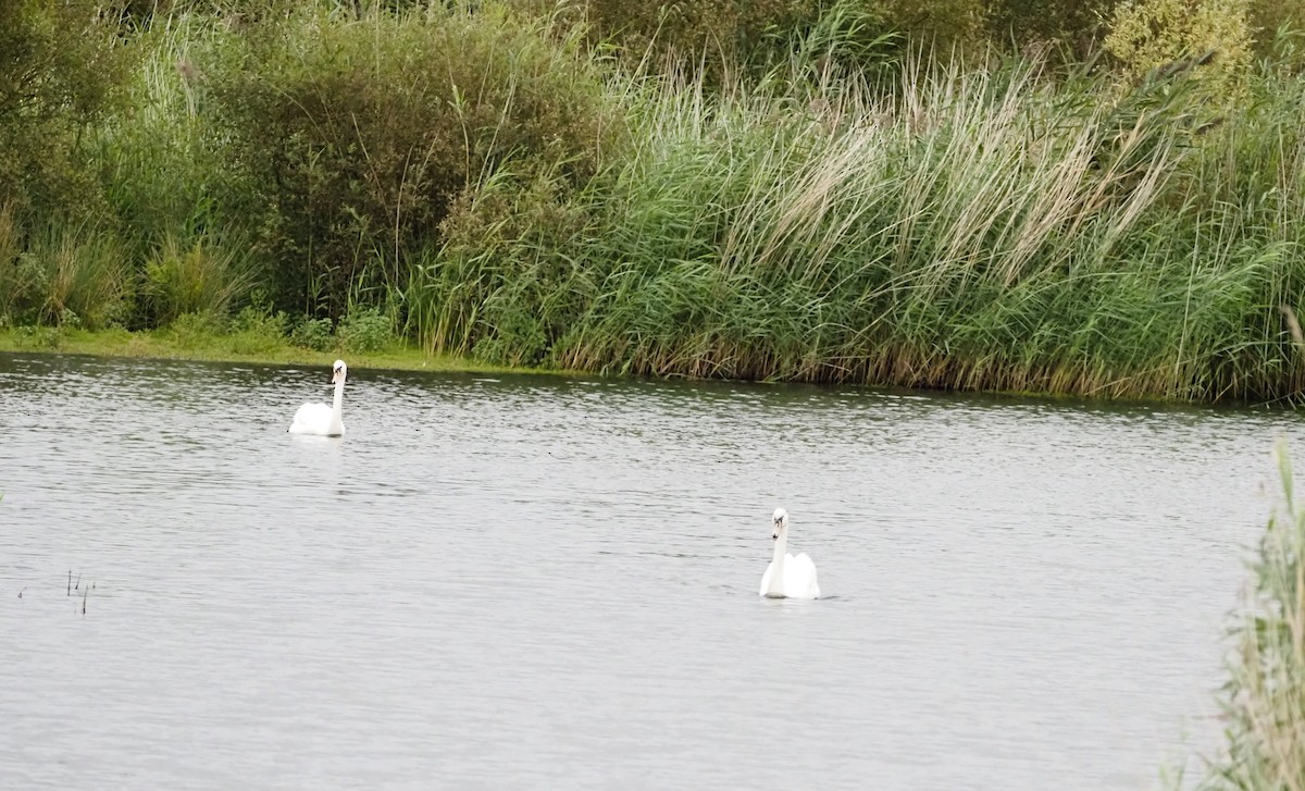 Cygne tuberculé - ML609426720