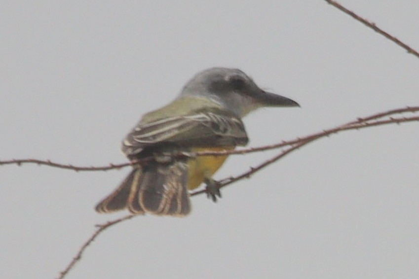 Tropical Kingbird - ML609426769