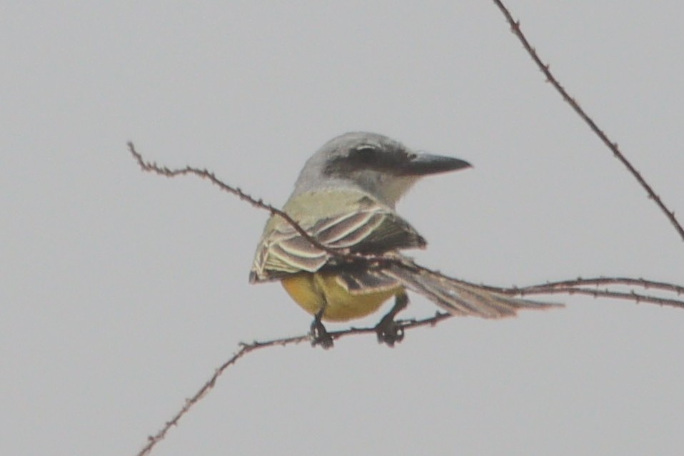 Tropical Kingbird - ML609426774