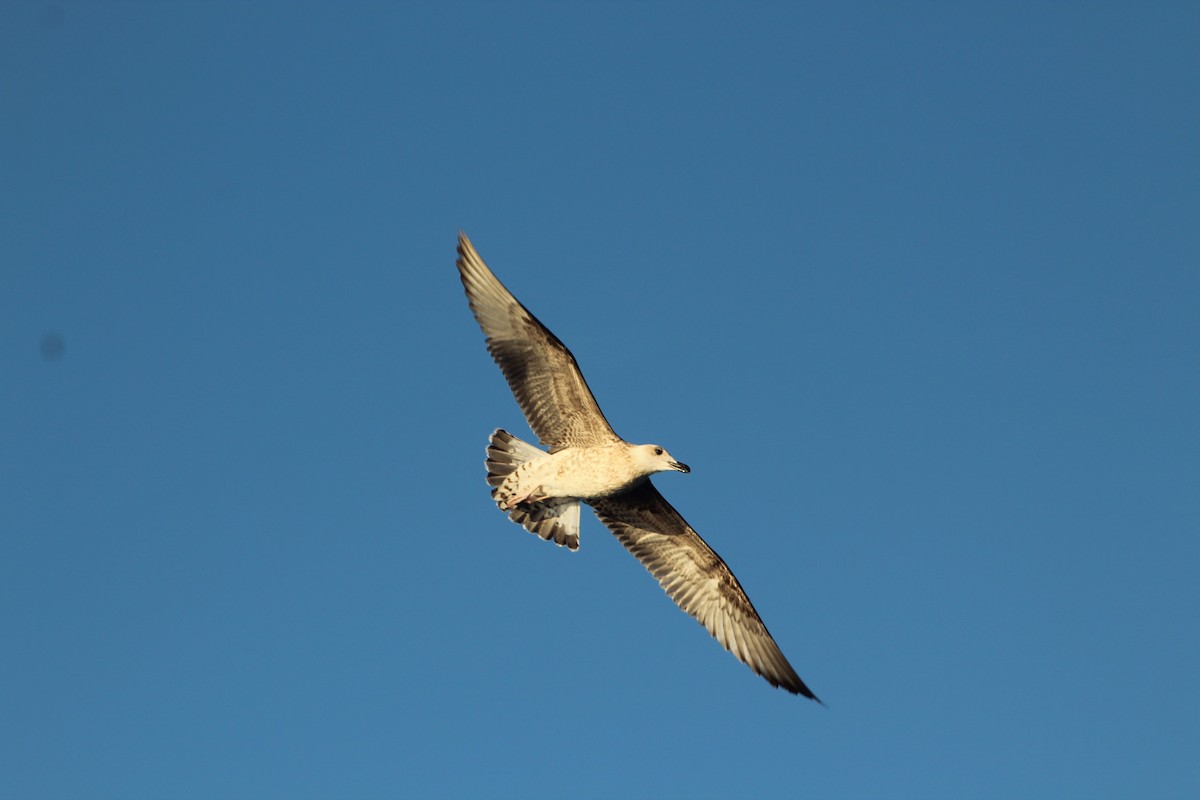 Lesser Black-backed Gull - ML609426785