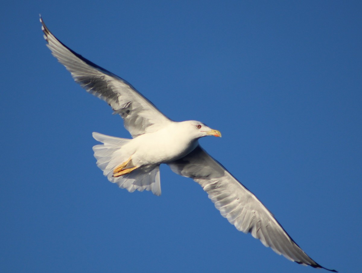 Lesser Black-backed Gull - ML609426787