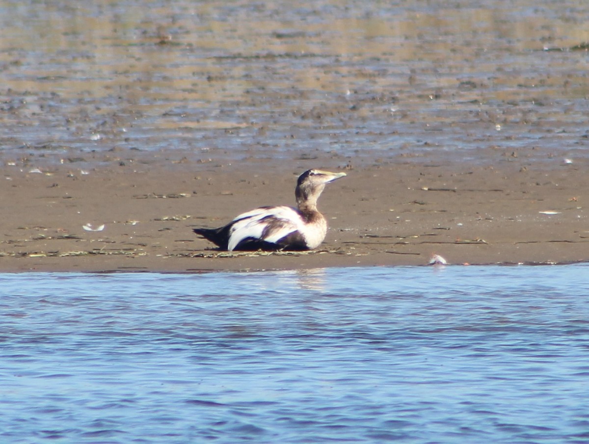 Common Eider (Eurasian) - ML609426838