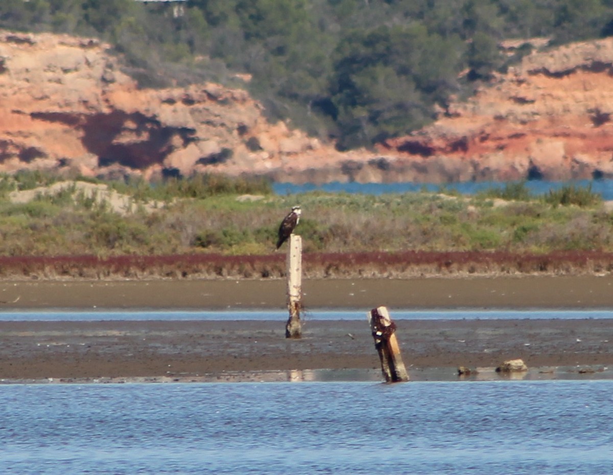 Osprey - ML609426847