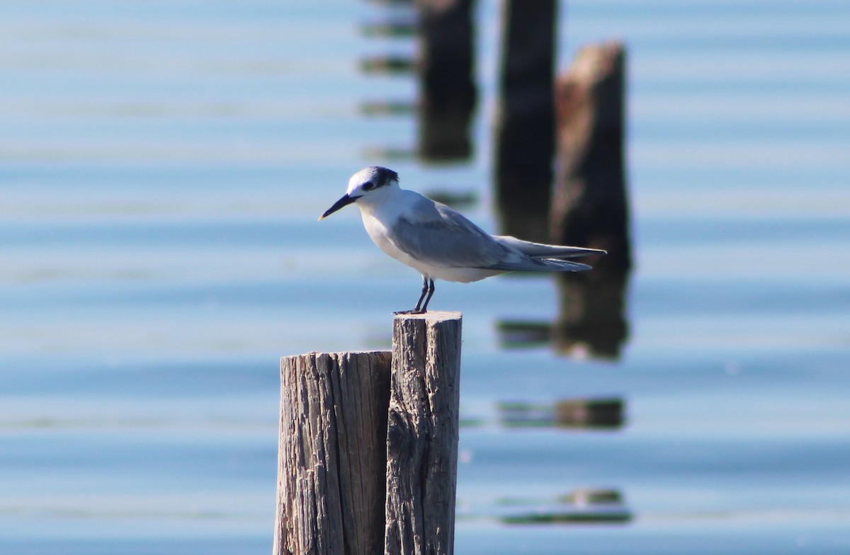 Common Tern - Francisco José Navas Bravo