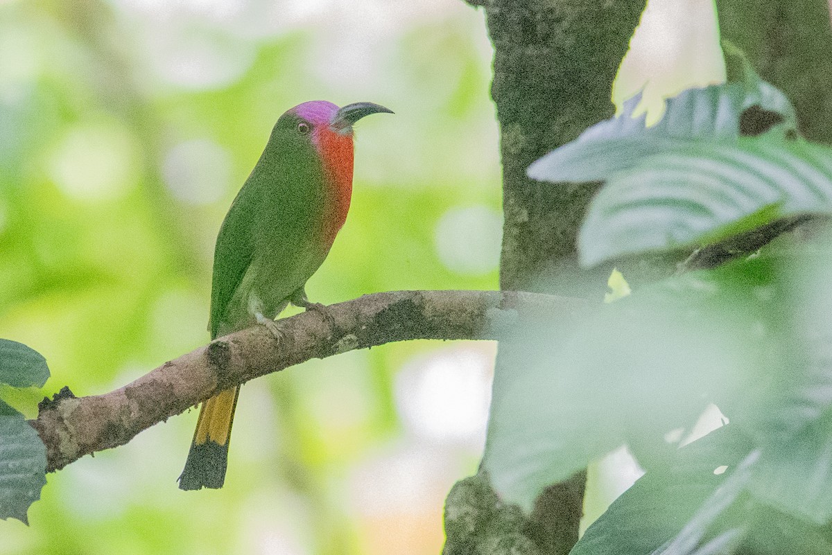 Red-bearded Bee-eater - ML609426922