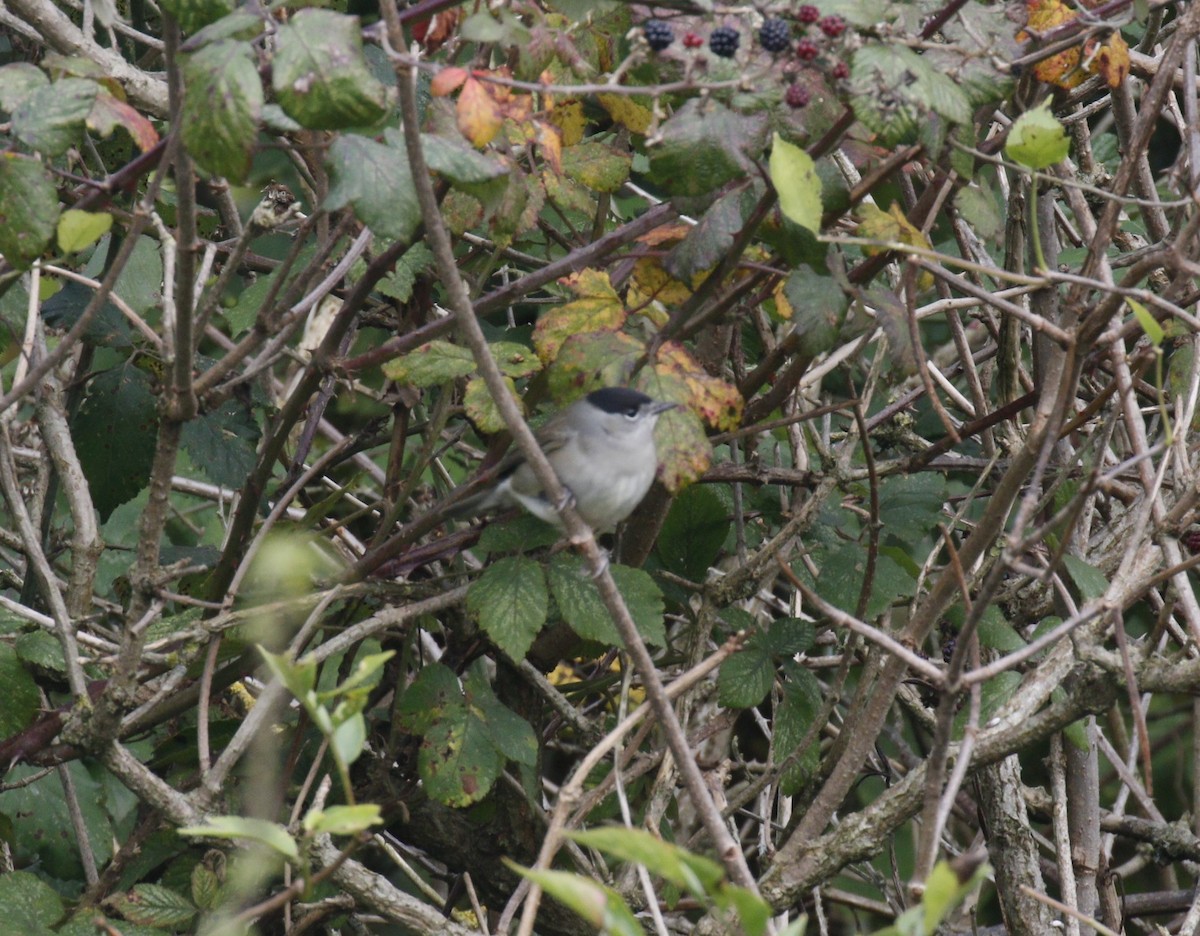 Eurasian Blackcap - ML609426952