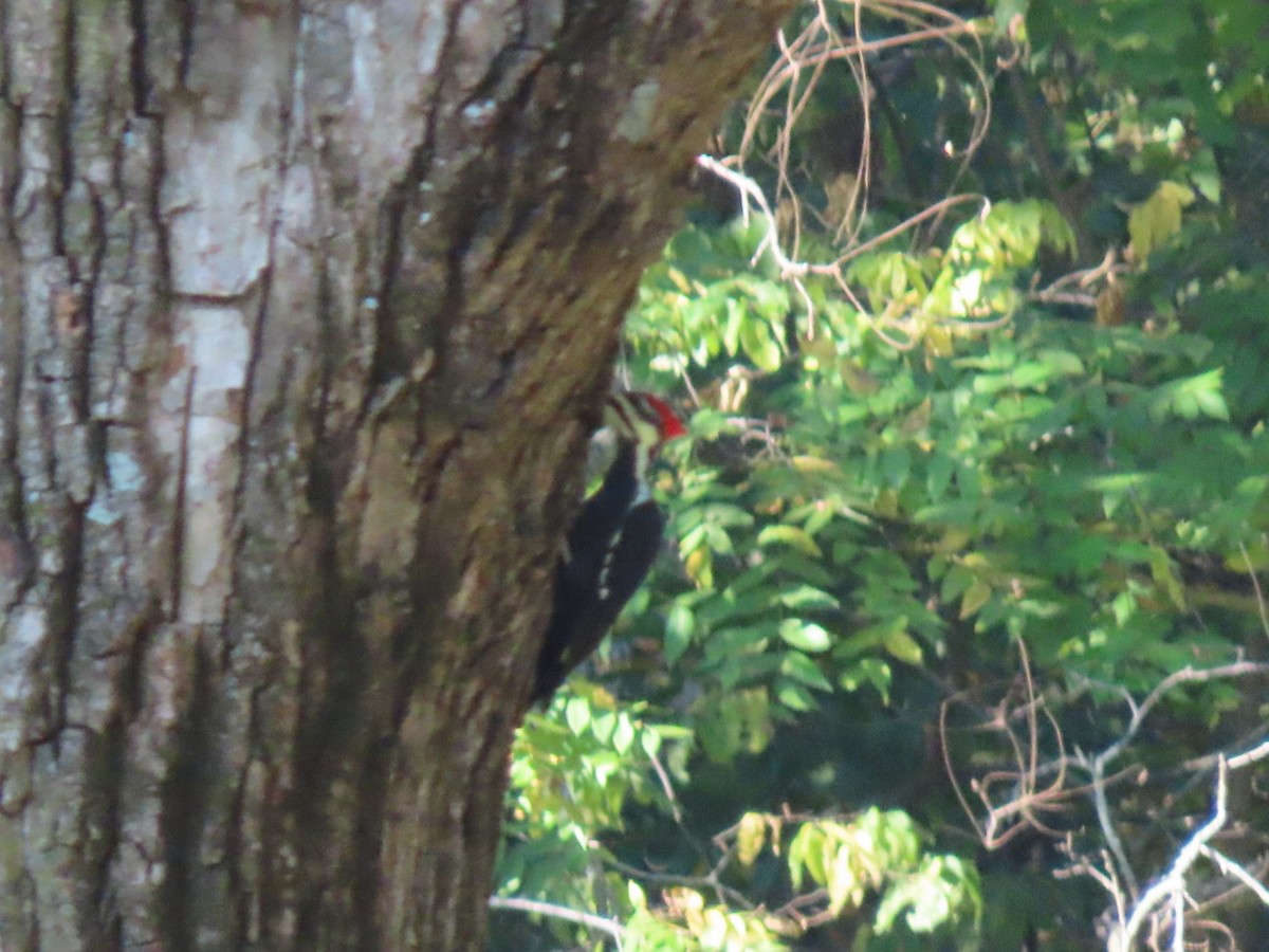 Pileated Woodpecker - ML609426988