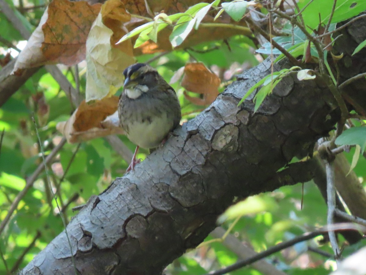 White-throated Sparrow - ML609427011