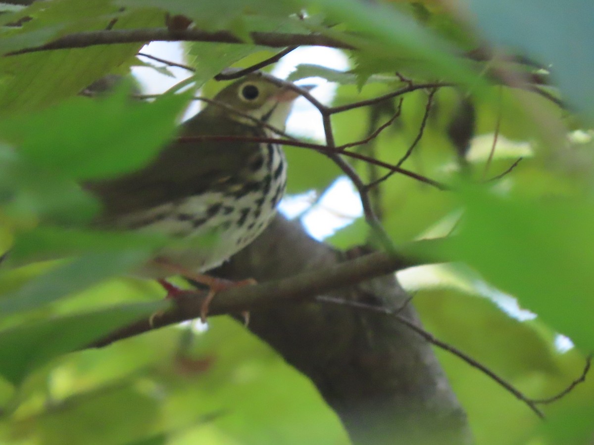 Ovenbird - ML609427023