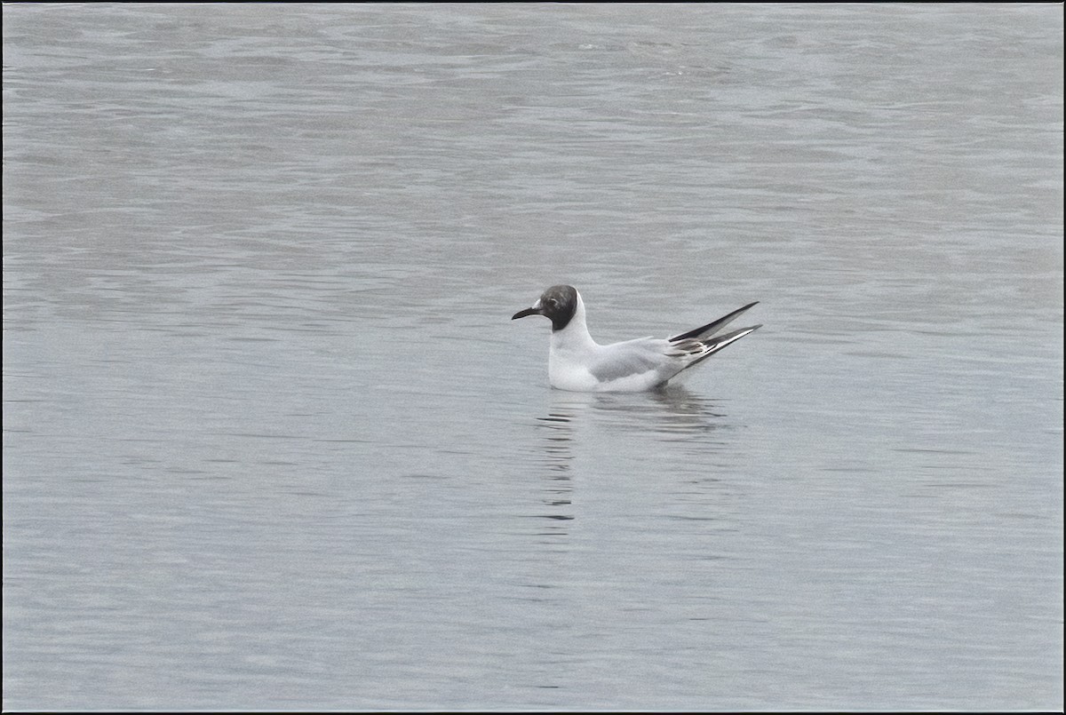 Black-headed Gull - ML609427029