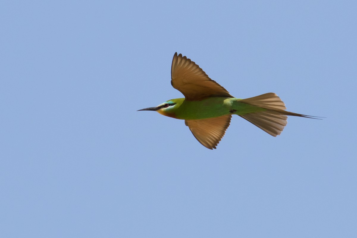 Blue-cheeked Bee-eater - ML609427141