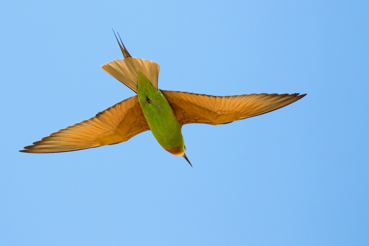 Blue-cheeked Bee-eater - ML609427142