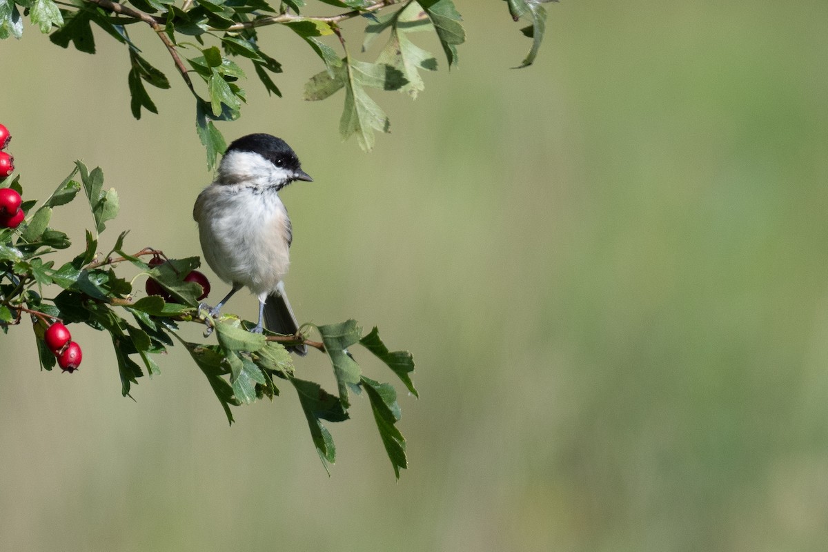 Marsh Tit - ML609427295