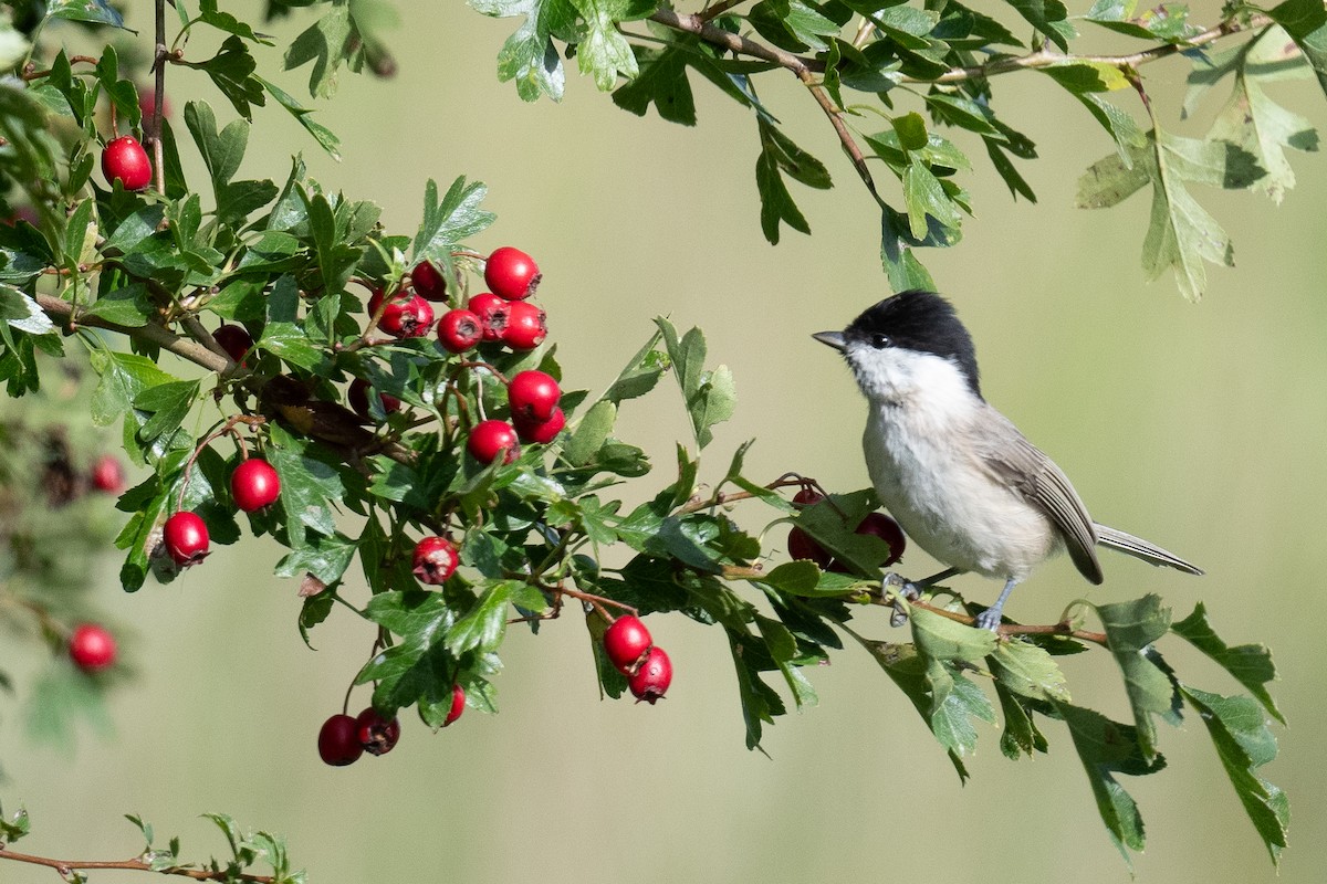 Marsh Tit - ML609427297