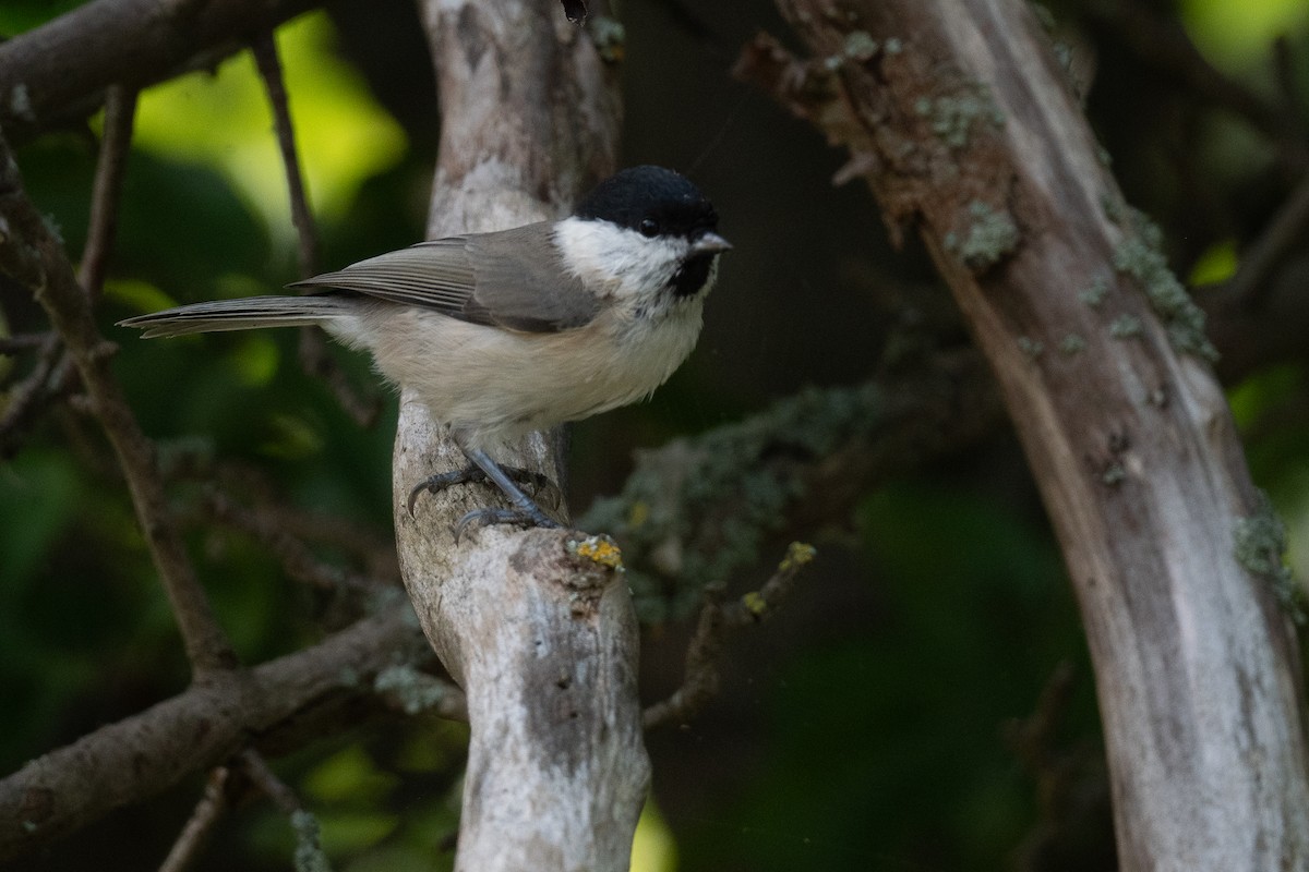 Marsh Tit - ML609427298