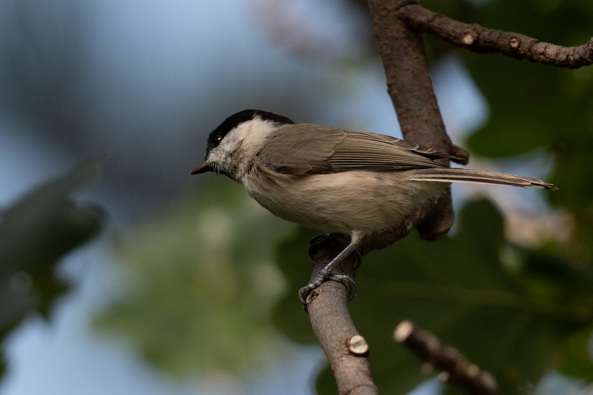 Marsh Tit - ML609427299