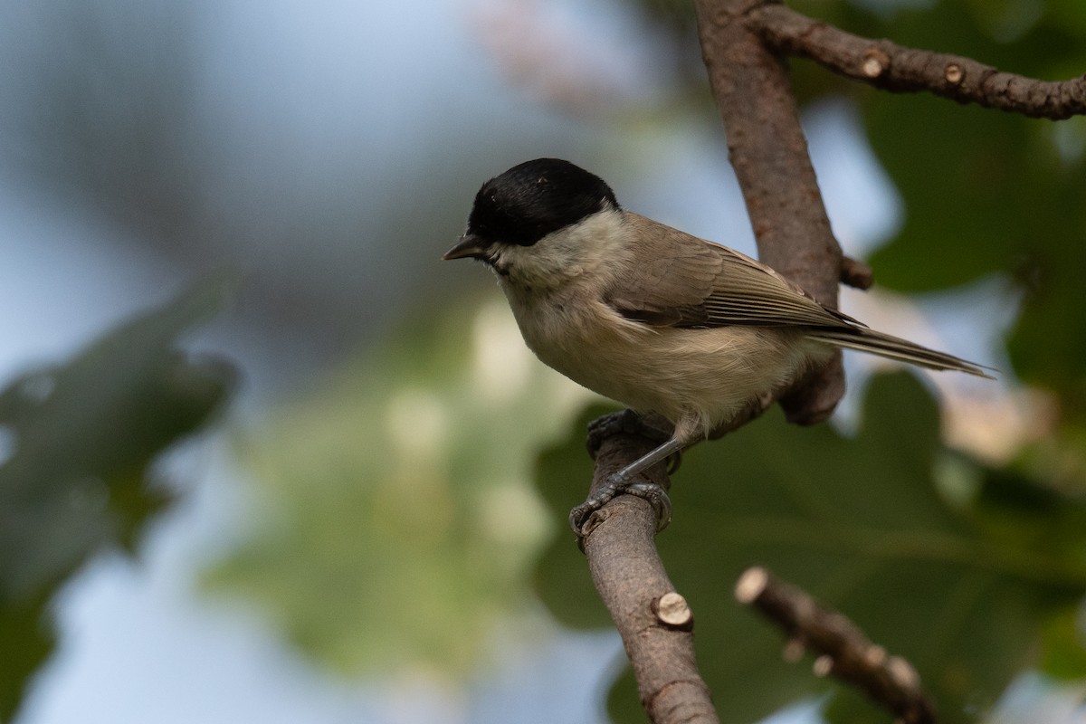 Marsh Tit - ML609427300