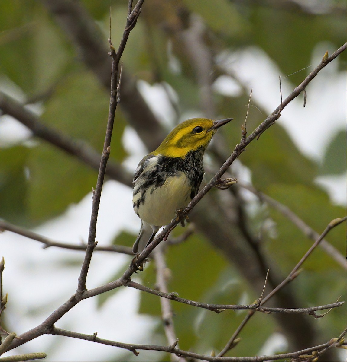 Black-throated Green Warbler - ML609427323