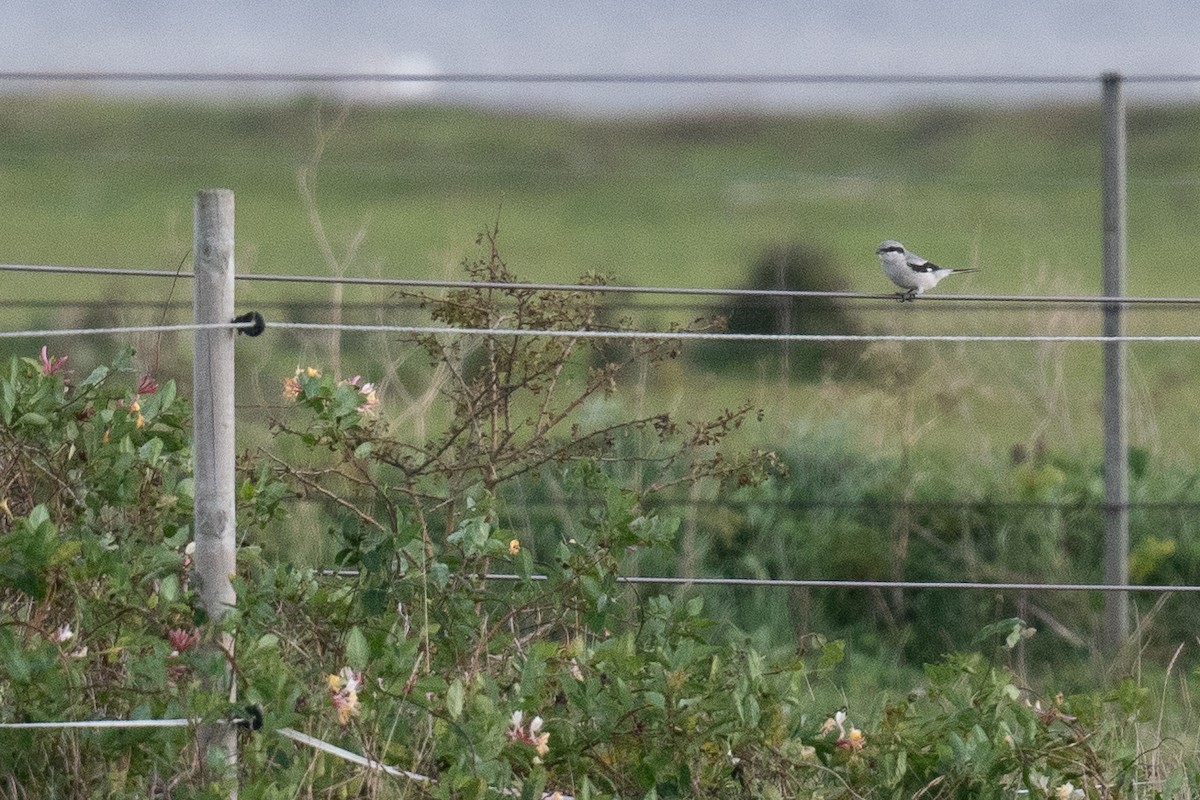 Great Gray Shrike - ML609427329