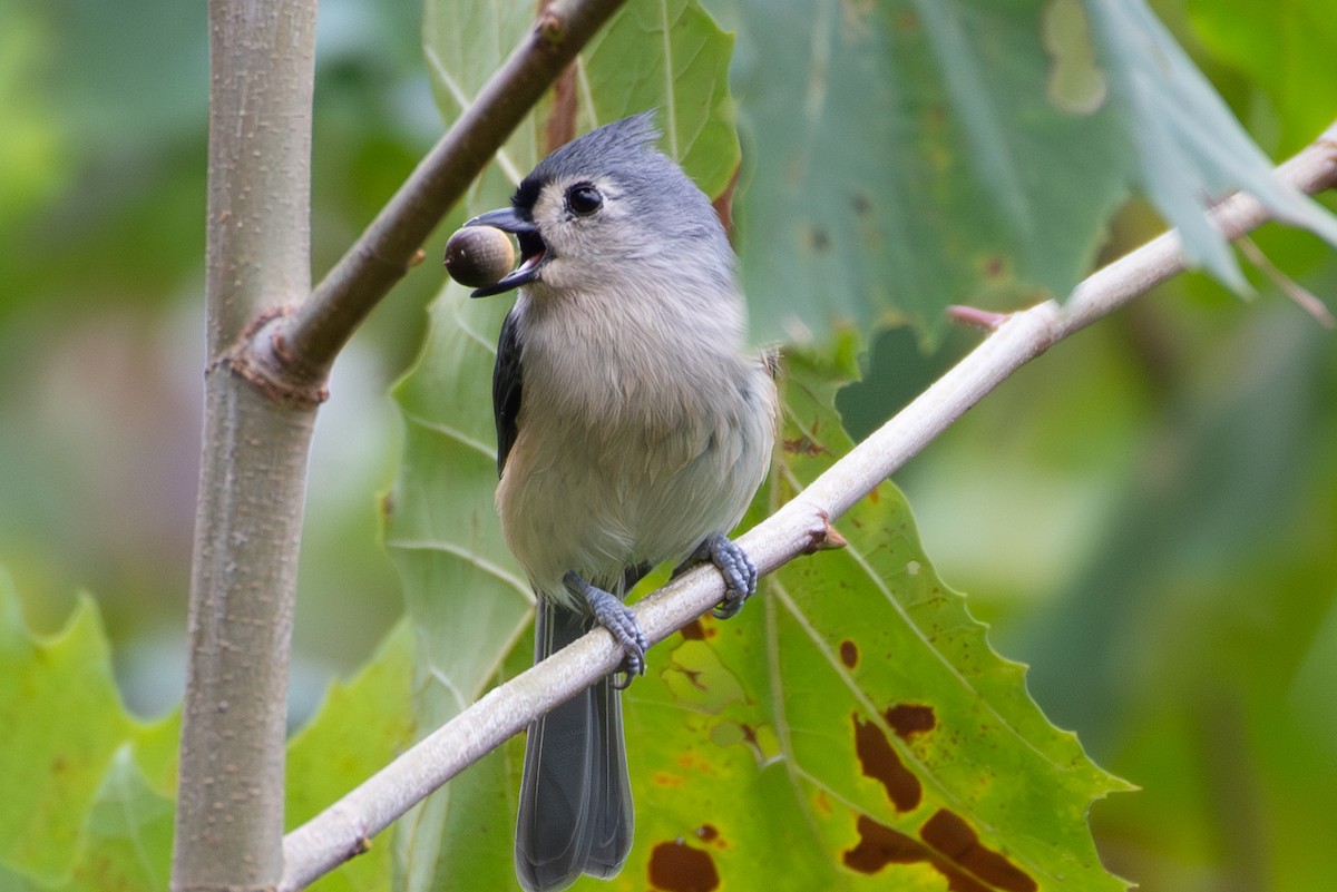 Tufted Titmouse - ML609427331