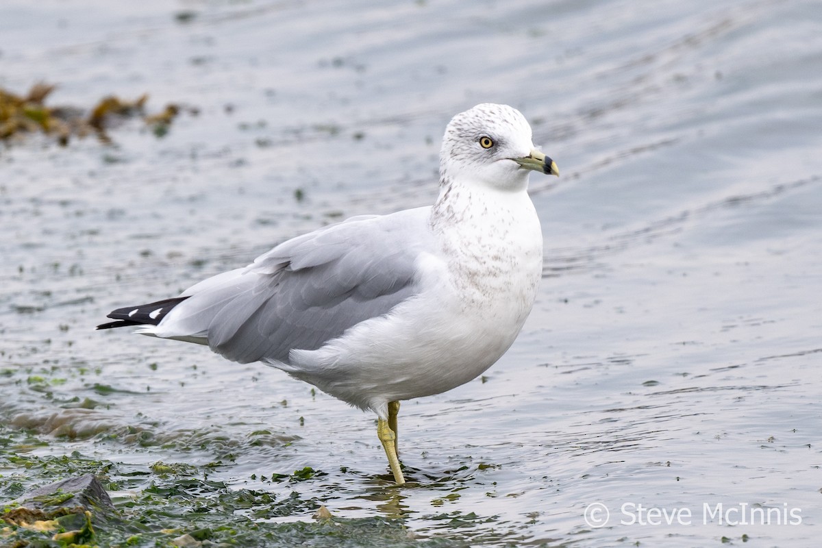 クロワカモメ - ML609427365