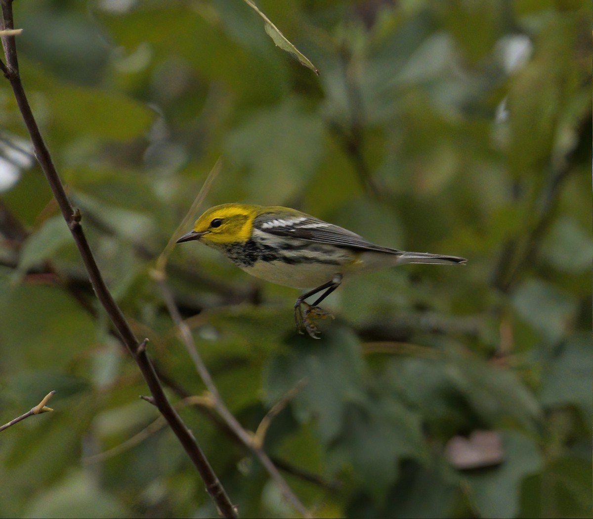 Black-throated Green Warbler - ML609427377
