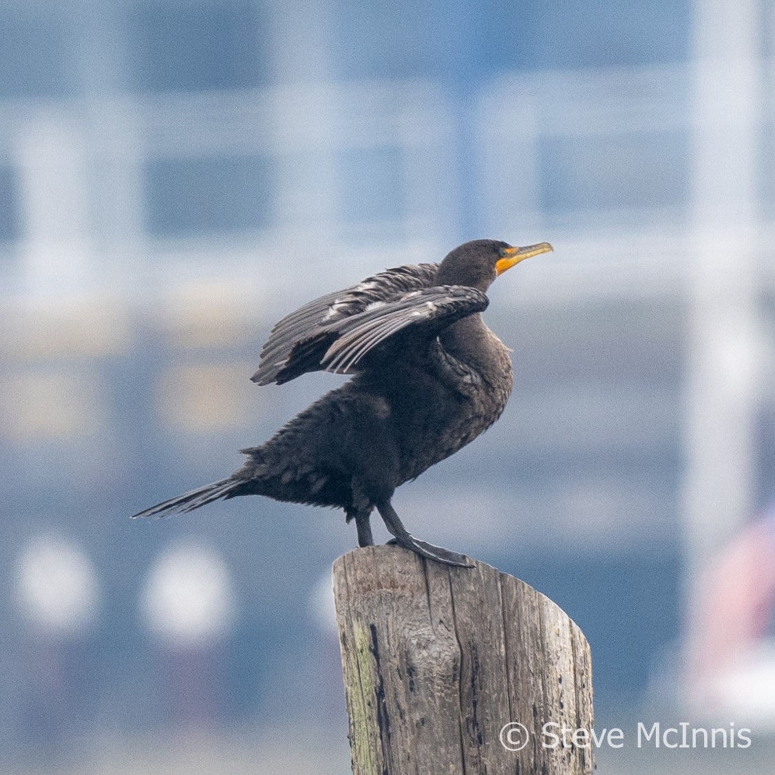 Double-crested Cormorant - Steve McInnis