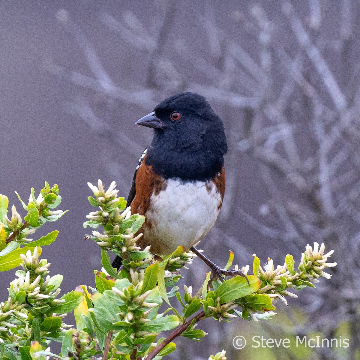 Spotted Towhee - ML609427444