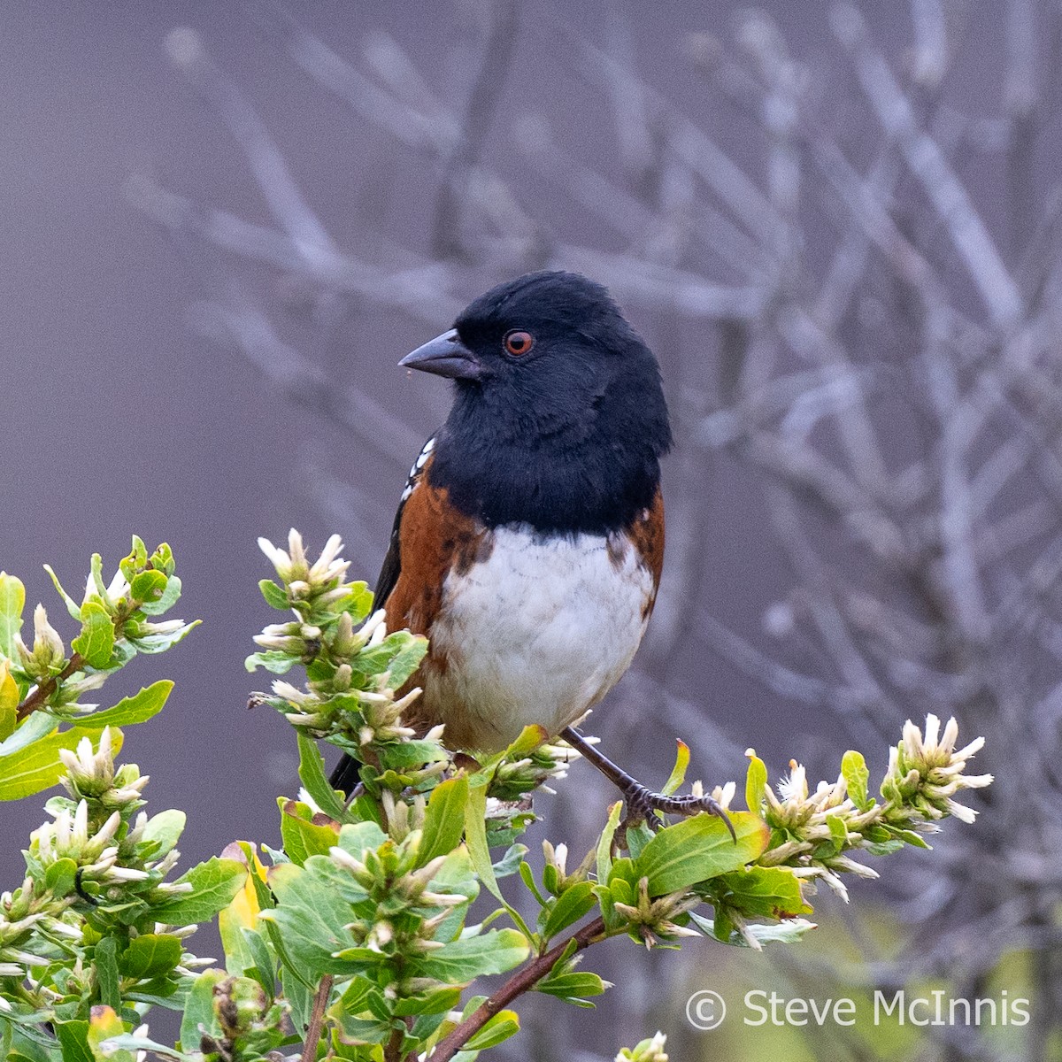 Spotted Towhee - Steve McInnis