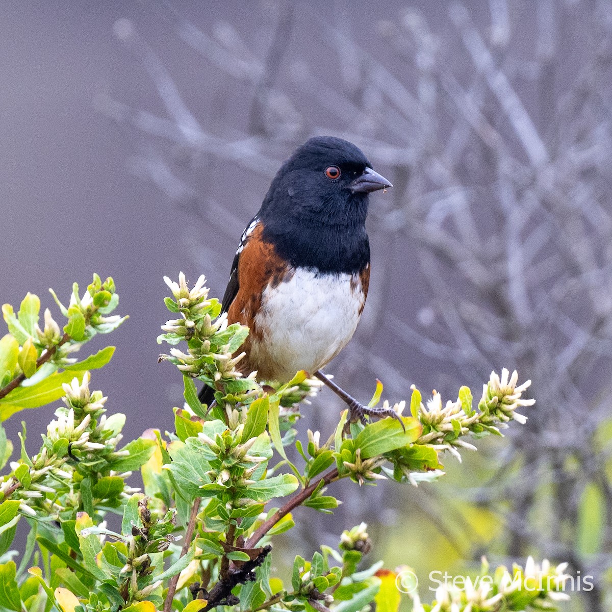 Spotted Towhee - ML609427448