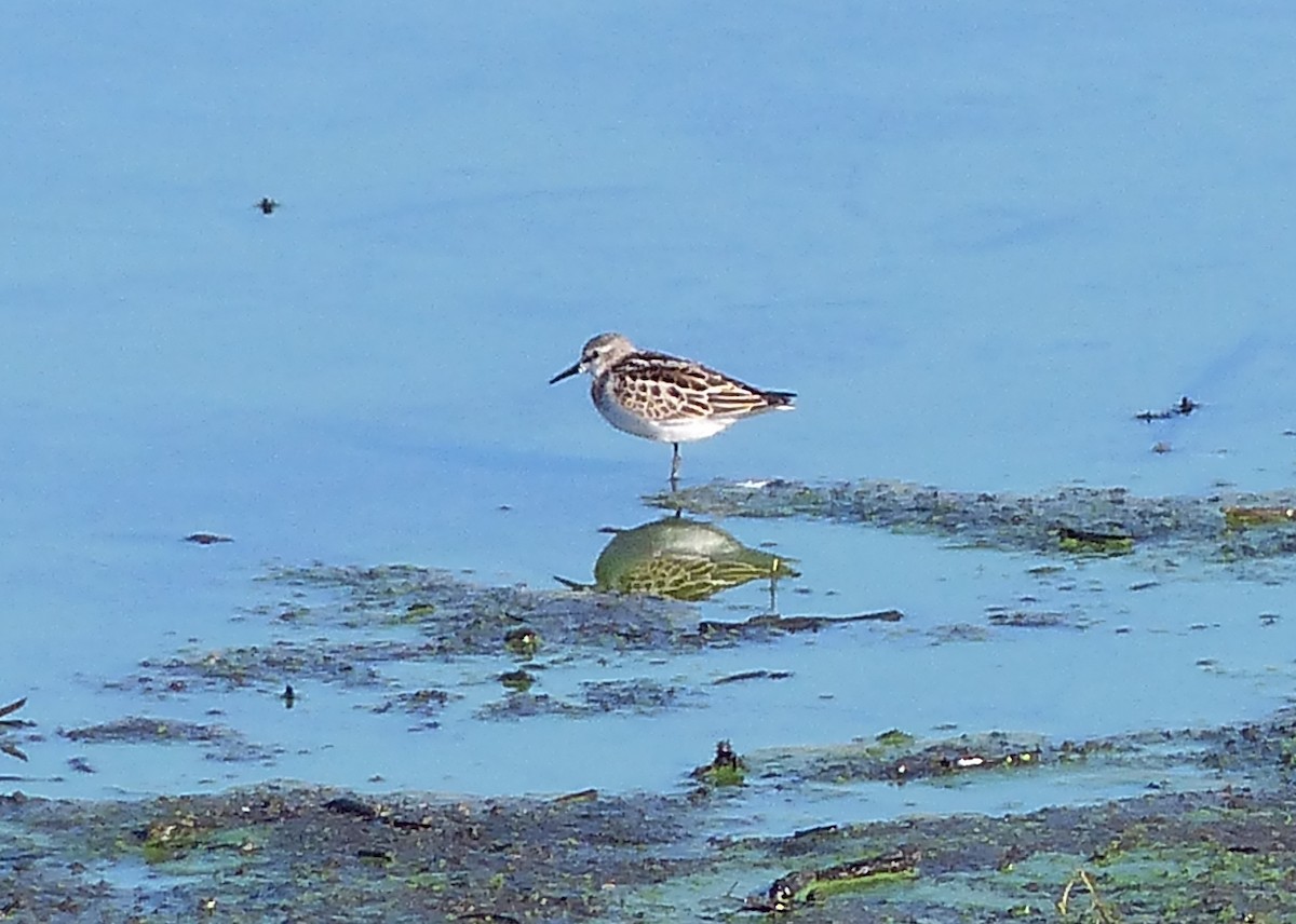 Little Stint - ML609427515