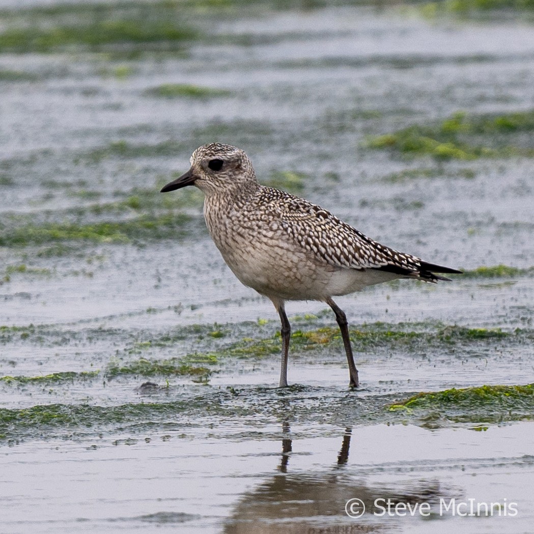 Black-bellied Plover - ML609427526