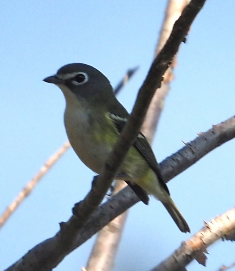 Blue-headed Vireo - ML609427545