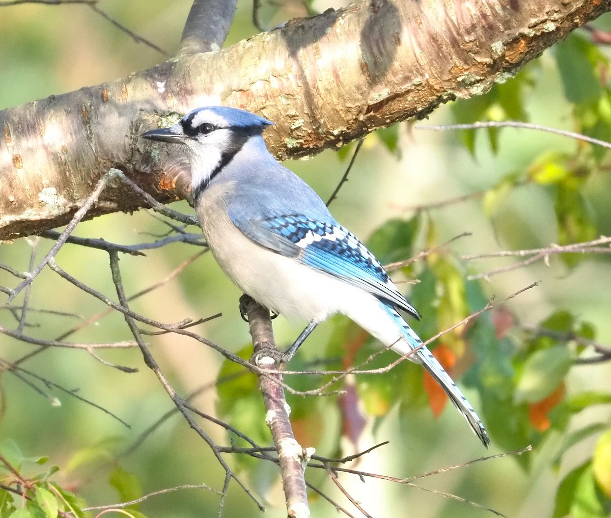 Blue Jay - ML609427552