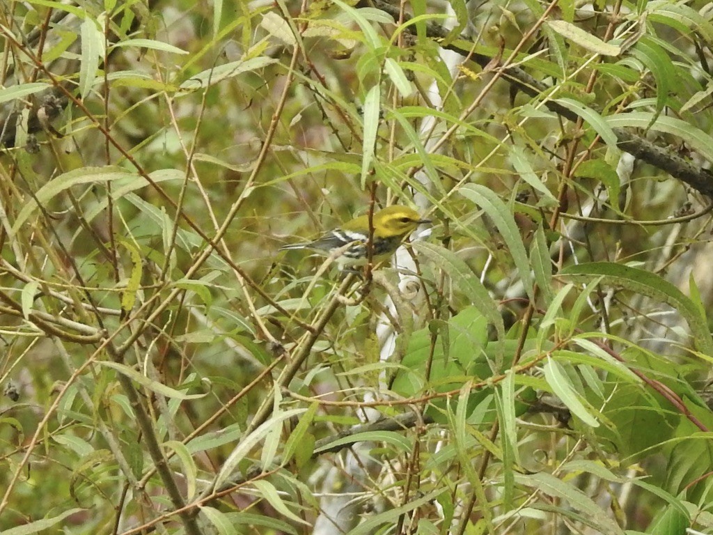 Black-throated Green Warbler - ML609427562
